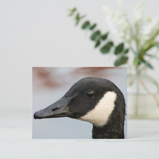 Carte postale Canada Goose (Debout devant)