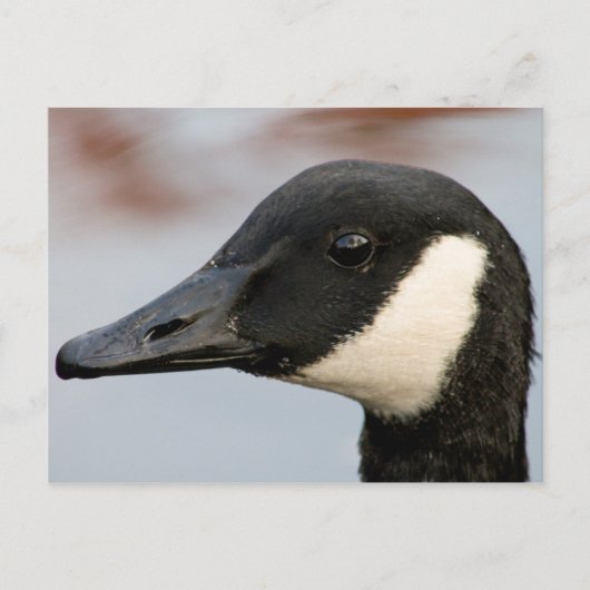 Carte postale Canada Goose (Devant)