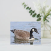 Carte postale Canada Goose (Debout devant)