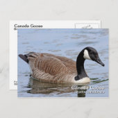 Carte postale Canada Goose (Devant / Derrière)