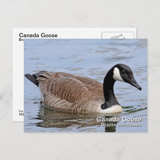 Carte postale Canada Goose (Devant / Derrière)