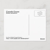 Carte postale Canada Goose (Dos)