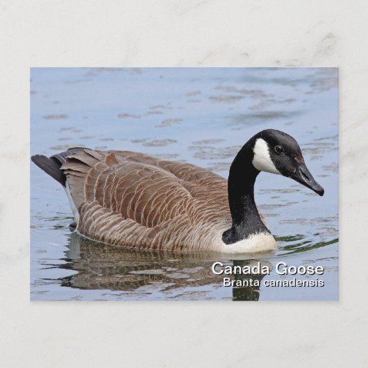Carte postale Canada Goose (Devant)