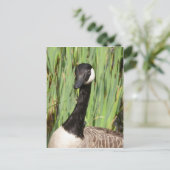 Carte postale Canada Goose (Debout devant)