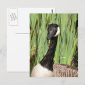 Carte postale Canada Goose (Devant / Derrière)