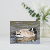 Carte Postale Canada Goose (Debout devant)