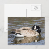 Carte Postale Canada Goose (Devant / Derrière)