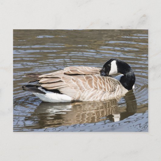 Carte Postale Canada Goose (Devant)
