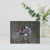 Carte postale Canada Goose (Debout devant)