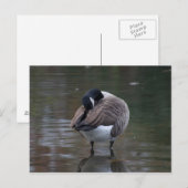 Carte postale Canada Goose (Devant / Derrière)