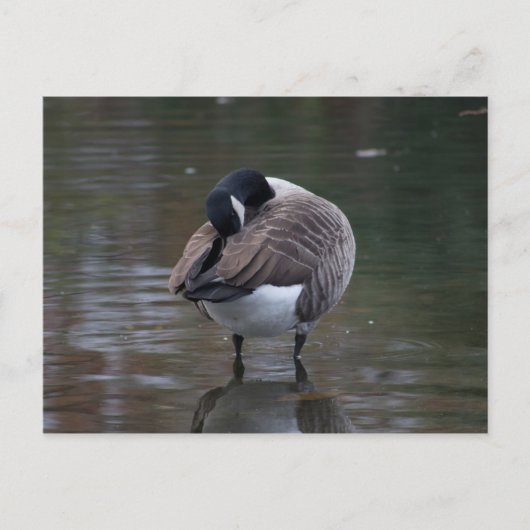 Carte postale Canada Goose (Devant)