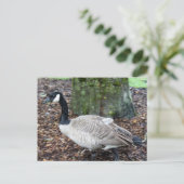 Carte postale Canada Goose (Debout devant)