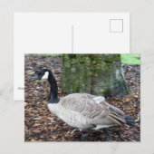 Carte postale Canada Goose (Devant / Derrière)