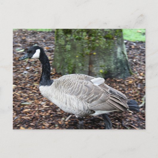 Carte postale Canada Goose (Devant)