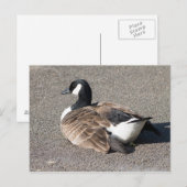 Carte Postale Canada Goose (Devant / Derrière)