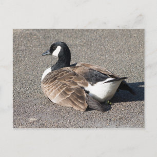 Carte Postale Canada Goose