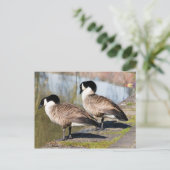 Carte Postale Canada Goose Couple (Debout devant)
