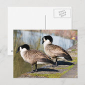 Carte Postale Canada Goose Couple (Devant / Derrière)