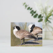 Carte Postale Canada Goose Couple (Debout devant)