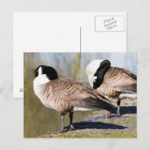 Carte Postale Canada Goose Couple (Devant / Derrière)