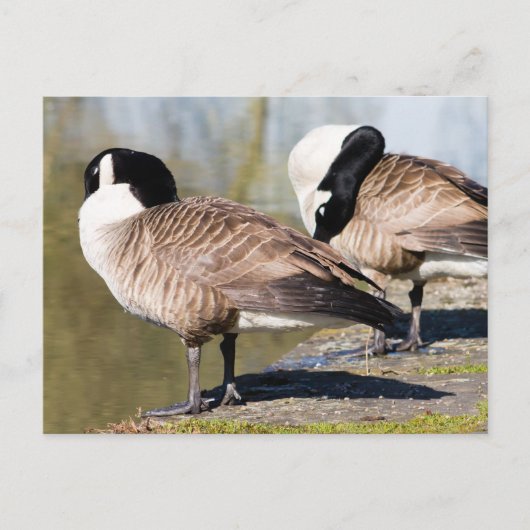 Carte Postale Canada Goose Couple (Devant)