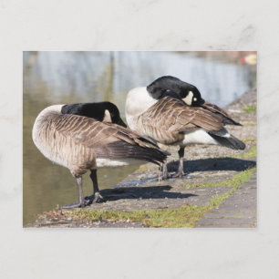 Carte Postale Canada Goose Couple