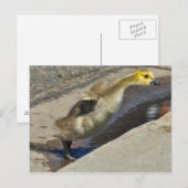 Carte postale Canada Goose Gosling (Devant / Derrière)