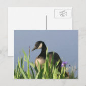 Carte postale Canada Goose Irises Animal Art (Devant / Derrière)
