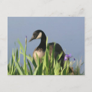Carte postale Canada Goose Irises Animal Art