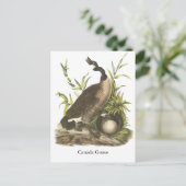 Carte Postale Canada Goose, John Audubon (Debout devant)