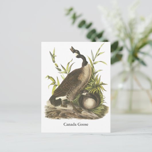 Carte Postale Canada Goose, John Audubon (Debout devant)