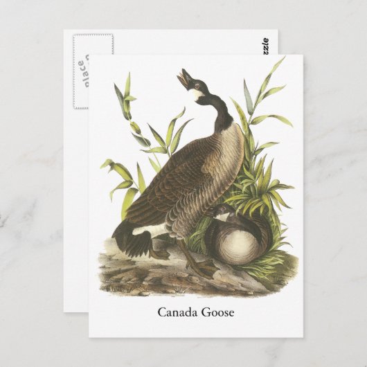 Carte Postale Canada Goose, John Audubon (Devant / Derrière)