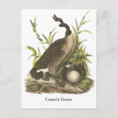 Carte Postale Canada Goose, John Audubon (Devant)