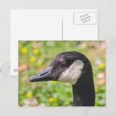 Carte Postale Canada Goose, Roath Park Lake, Cardiff, Pays de Ga (Devant / Derrière)