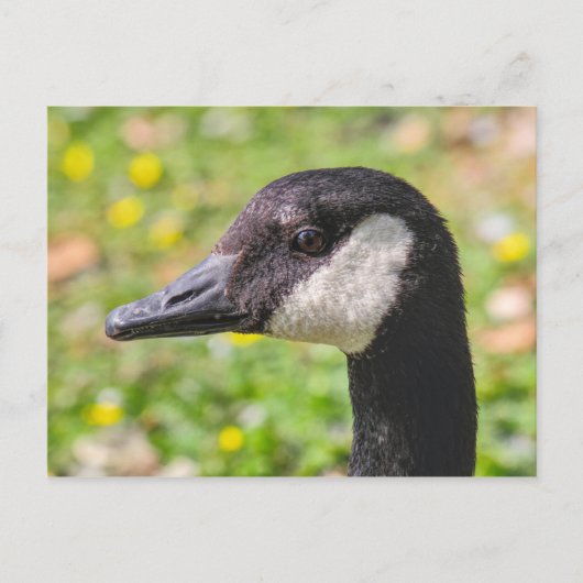 Carte Postale Canada Goose, Roath Park Lake, Cardiff, Pays de Ga (Devant)