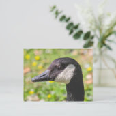 Carte Postale Canada Goose, Roath Park Lake, Cardiff, Pays de Ga (Debout devant)