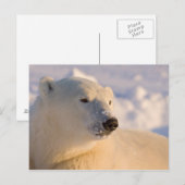 Carte Postale Canada, Manitoba, Baie d'Hudson | Ours polaire (Devant / Derrière)