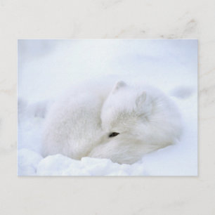 Carte Postale Canada, Manitoba, Churchill. Renard Arctique