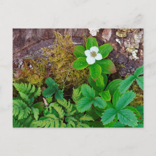 Carte Postale Canada, Nouveau-Brunswick, , 2