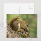 Carte Postale Canada, Nouvelle-Écosse, Halifax. Jardins publics, (Devant / Derrière)