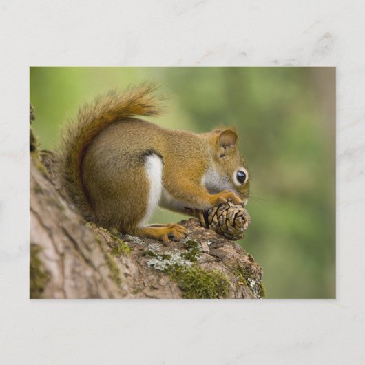 Carte Postale Canada, Nouvelle-Écosse, Halifax. Jardins publics, (Devant)