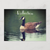 Carte Postale Canada Oie Reflections Inspiration (Devant)