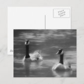 Carte postale Canada Oies (Devant / Derrière)