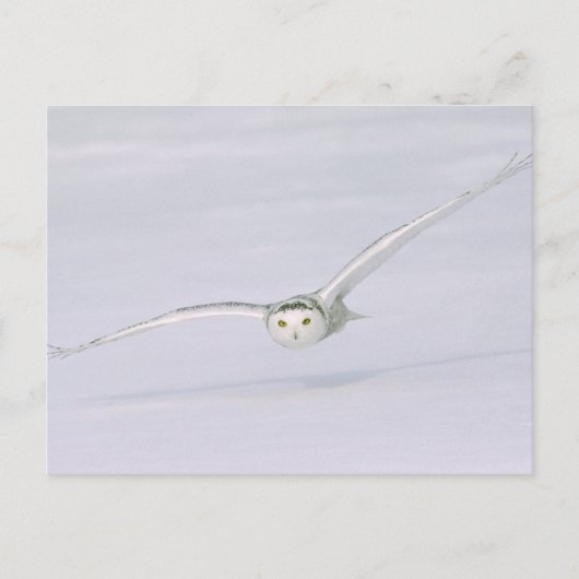 Carte Postale Canada, Québec. Harfang des neiges vole bas au-des (Devant)