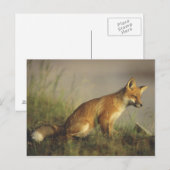 Carte Postale Canada, Québec. Petit renard rouge au lever du sol (Devant / Derrière)