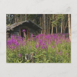 Carte Postale Canada, Yukon, région de Ross River, cabane abando