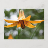 Carte Postale Canadian Lily Flower Photography Personalized (Devant)