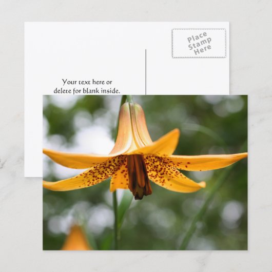 Carte Postale Canadian Lily Flower Photography Personalized (Devant / Derrière)