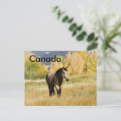 Carte postale canadienne (Debout devant)