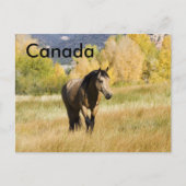 Carte postale canadienne (Devant)